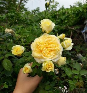 Beatrice hoa hồng