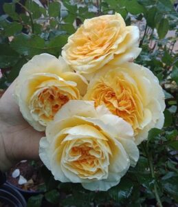 Chùm hoa hồng Beatrice rose