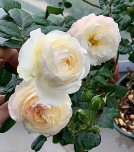 Hoa hồng Keira