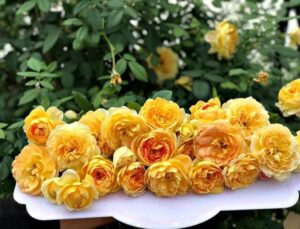 Hoa hồng Molineux