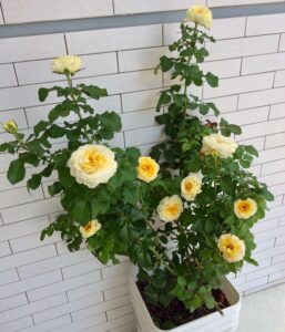 Hoa hồng ngoại Beatrice