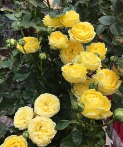 Hoa hồng ngoại Catalina
