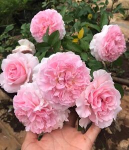 Hoa hồng ngoại Miranda