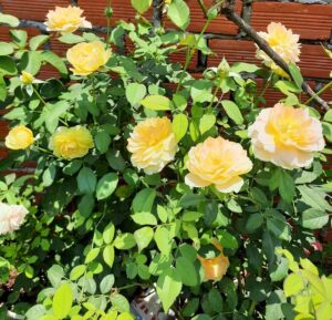 Hoa hồng ngoại Molineux