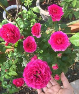 Hoa hồng ngoại Kate